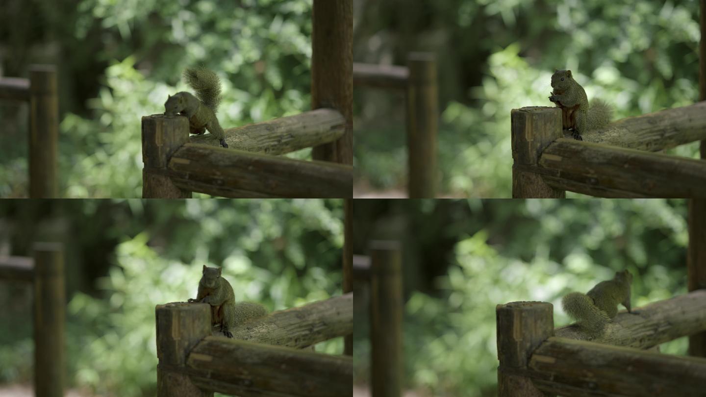 松鼠在木台上嗑瓜子吃食物的松鼠