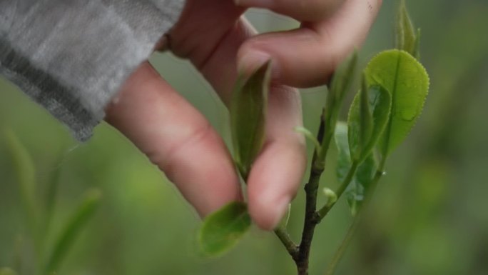 安顶云雾茶航拍