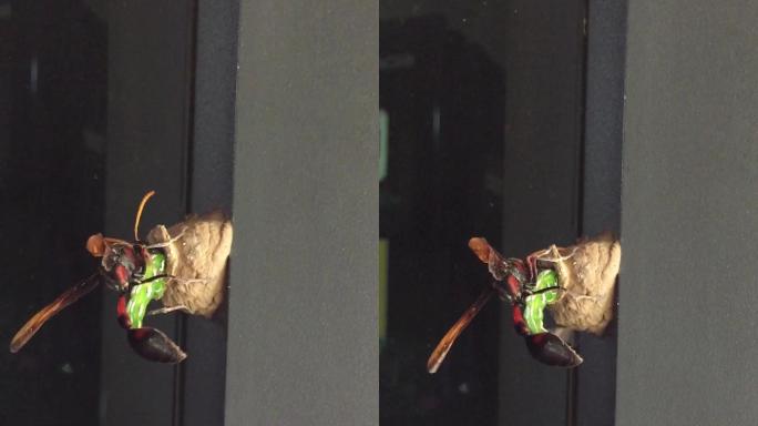 Ceriana黄蜂，黄蜂模拟气垫蝇（膜翅目Ceriana sp），在墙上筑巢