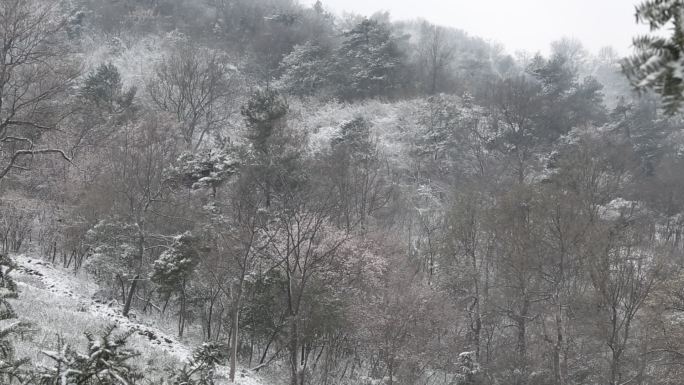 江南浙江春天冬天寒潮下雪山林茶园茶场水墨