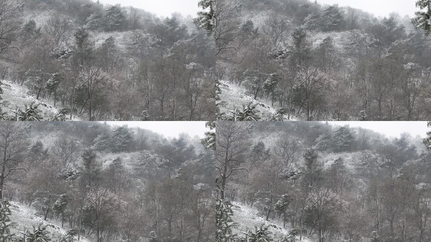 江南浙江春天冬天寒潮下雪山林茶园茶场水墨