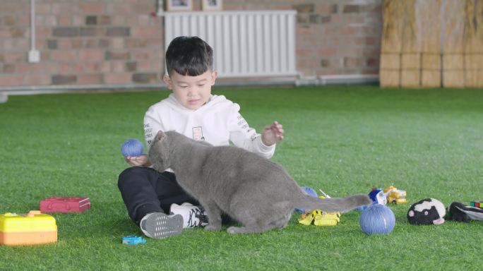 4k小孩子草坪上与猫咪玩耍