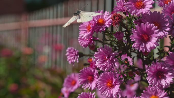 花园里花上的超级慢动作蝴蝶和蜜蜂