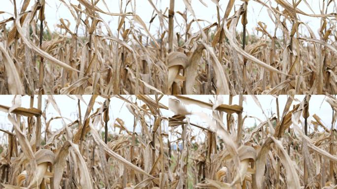 枯萎的玉米秸秆农田