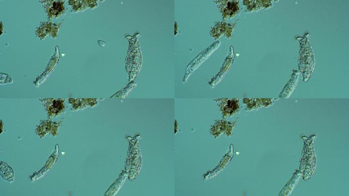 轮虫群落显微观察显微摄影微生物