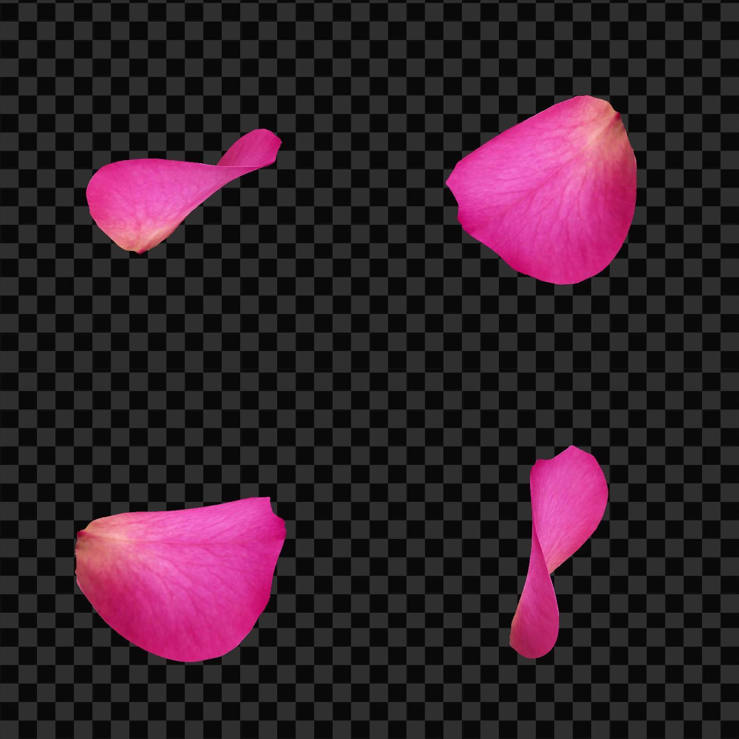 4款粉色玫瑰花瓣-无缝循环带透明通道