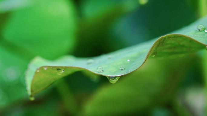 睡莲 荷叶 水滴 雨水落在荷叶上