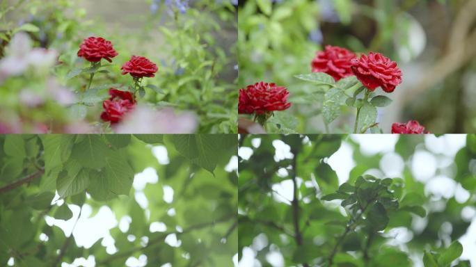 雨后的花朵实拍