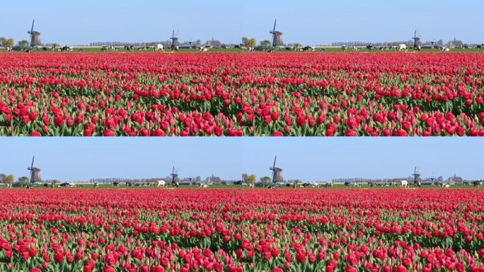典型的荷兰风景，风车、奶牛和郁金香