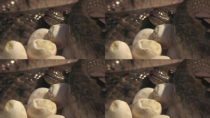 蛇孵卵率蛋繁殖