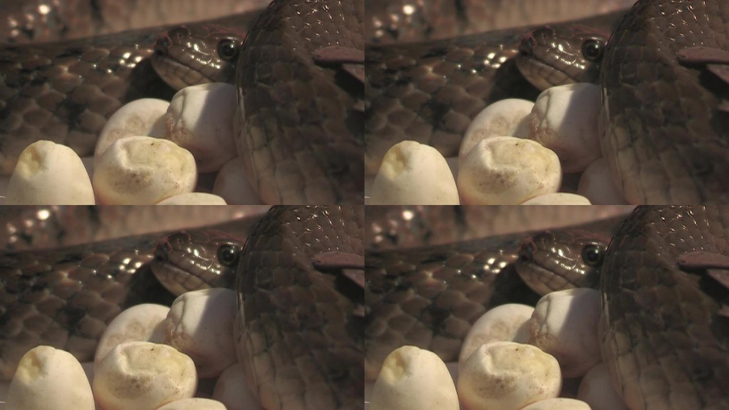 蛇孵卵率蛋繁殖