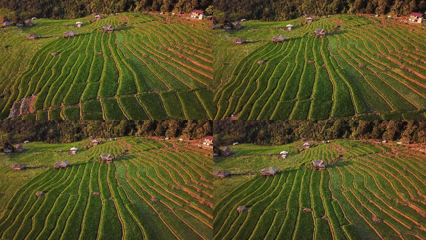 绿色季节东南亚梯田稻田农业鸟瞰图