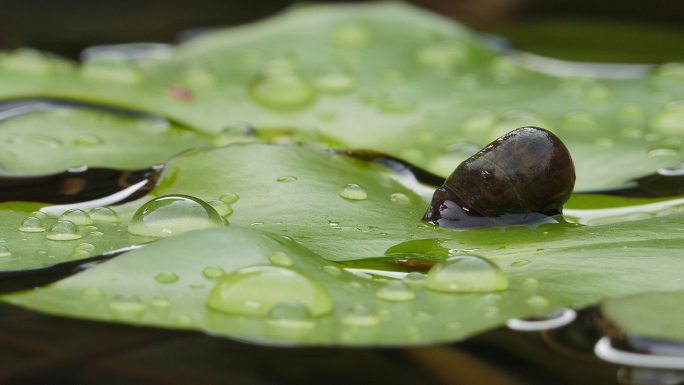 在池塘里的睡莲叶上爬行的被修剪过的蜗牛。
