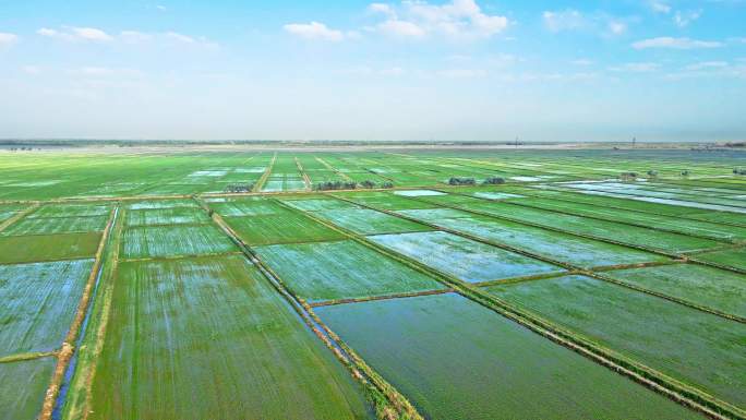 黄河灌区渔米之乡-稻米稻田农业大景