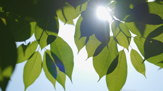 【4K原创】夏日阳光透过树叶清新唯美空镜