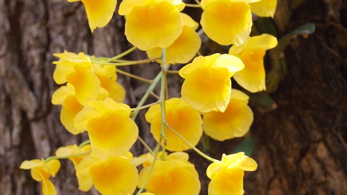 林氏石斛兰生机勃勃山花烂漫鲜花盛开