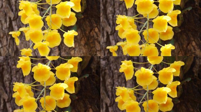 林氏石斛兰生机勃勃山花烂漫鲜花盛开