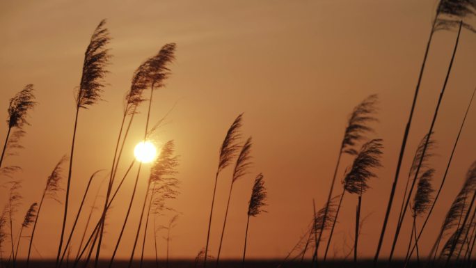 湿地保护区芦苇夕阳