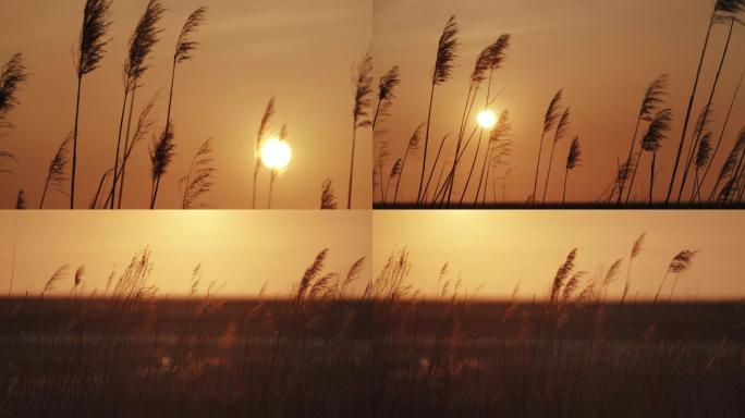 湿地保护区芦苇夕阳