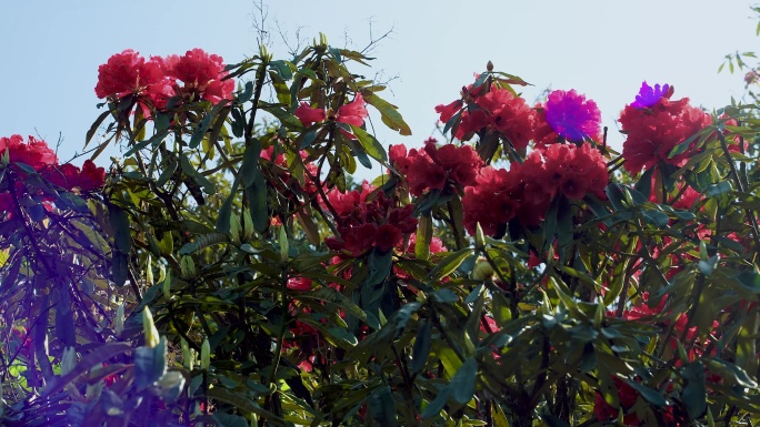 百里杜鹃杜鹃花开特写