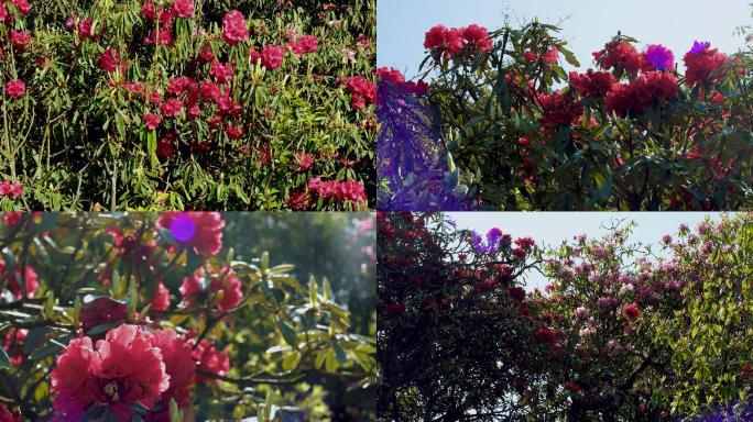 百里杜鹃杜鹃花开特写