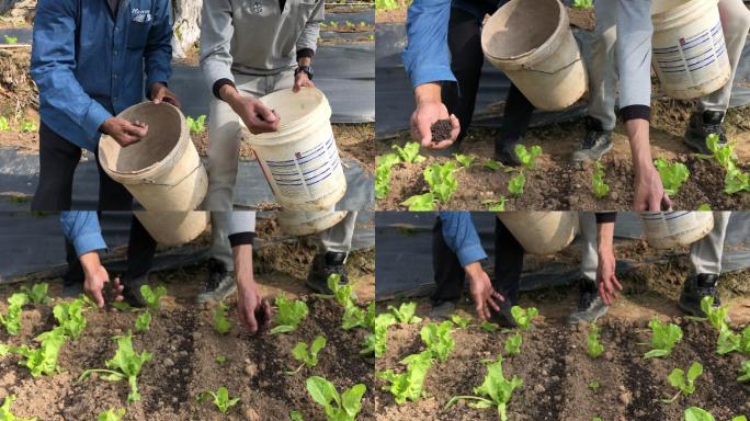 亚洲中国中年男性家庭农民为绿色植物手动施肥
