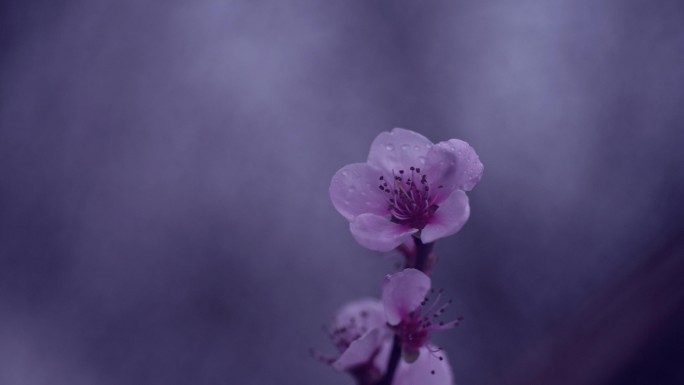 雨天的紫色花朵，带着雨滴