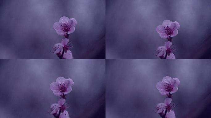 雨天的紫色花朵，带着雨滴