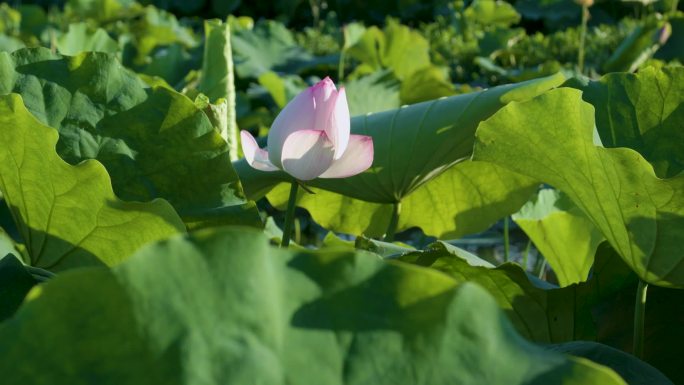 池塘中一株绽放的唯美浪漫荷花