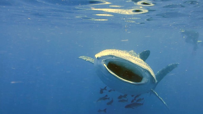 濒危物种远洋鲸鲨（Rhincodon类型）以浮游生物为食滤食器，人们在观看。完美展示了动物的原始本能