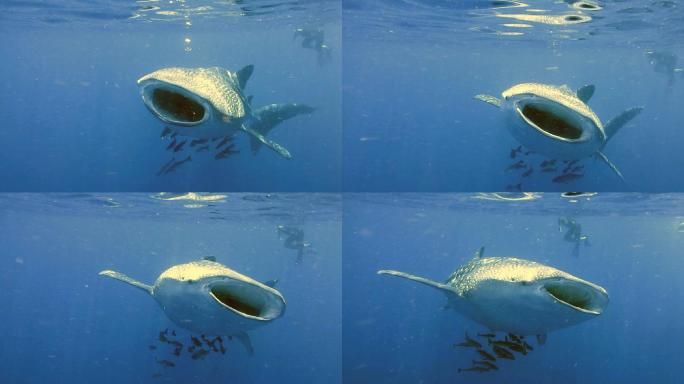 濒危物种远洋鲸鲨（Rhincodon类型）以浮游生物为食滤食器，人们在观看。完美展示了动物的原始本能