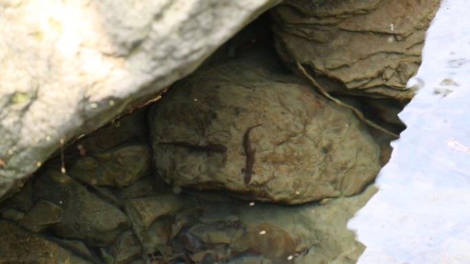 清澈溪水国家保护动物中华蝾螈生态自然泉水