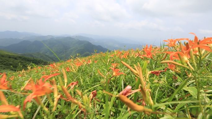 浙江东白山会稽山野生黄花菜忘忧草萱草