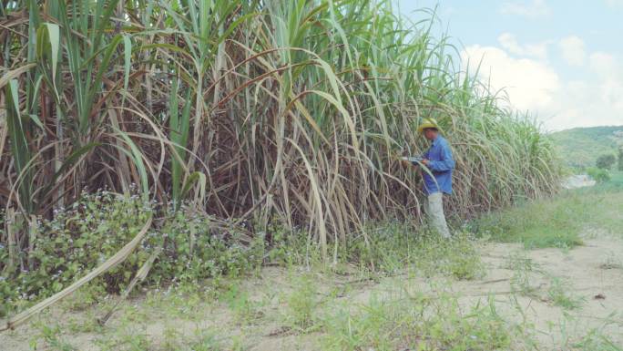 种植园农民在甘蔗田使用数字平板质量检测，智能农业概念