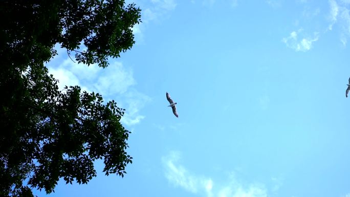 海鸥飞过天空海鸥飞过天空