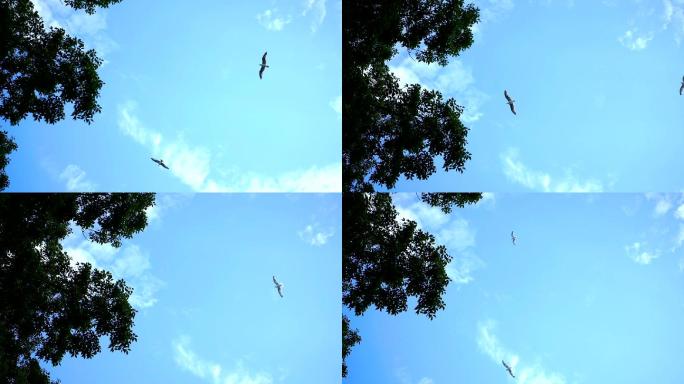 海鸥飞过天空海鸥飞过天空