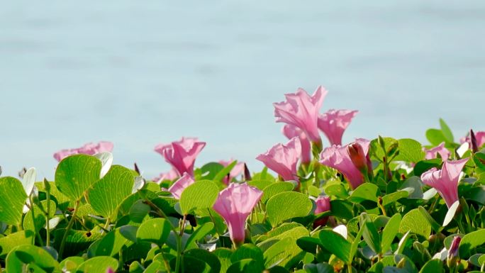 海滩牵牛花牵牛花