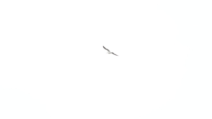 hdr视频素材 飞翔的海鸥