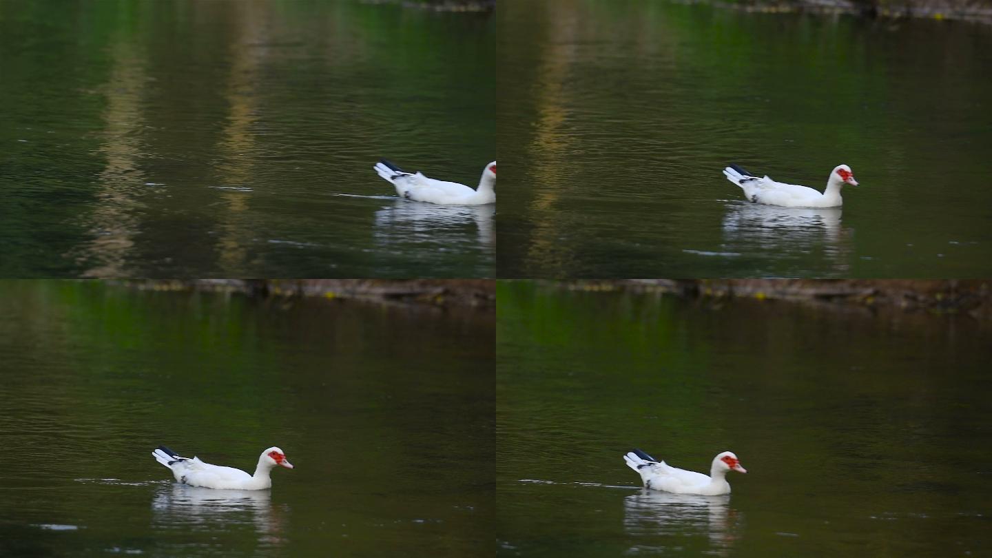 鸭子在河里游泳白色鸭水塘放鸭小河水面