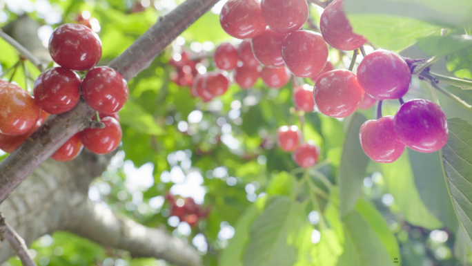 樱桃园里各种品种的樱桃采摘新鲜樱桃