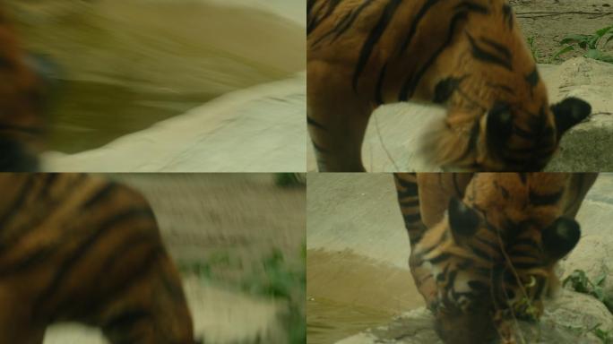 四川省成都市动物园中的老虎