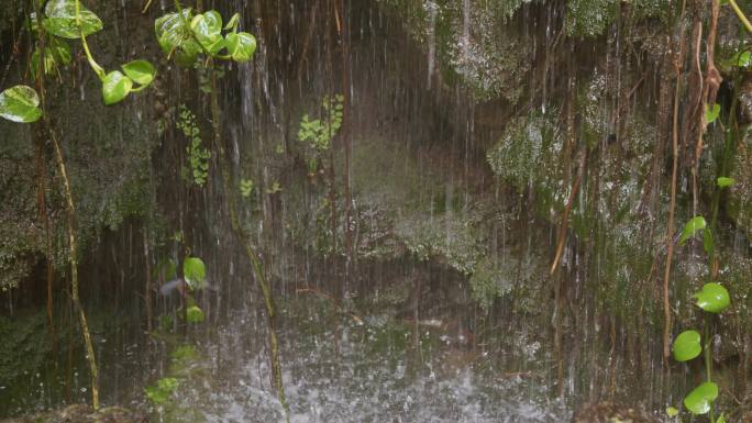 雨中的绿色植物积水绿植水坑