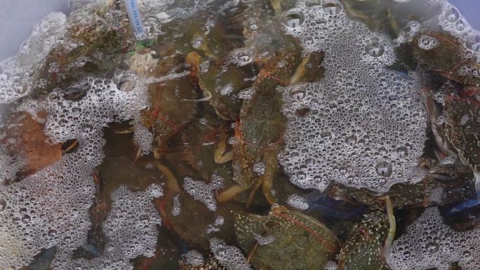 沿海渔港水池中的新鲜蓝蟹