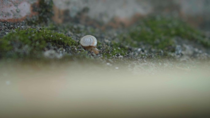 蜗牛跌倒爬起出壳往前爬