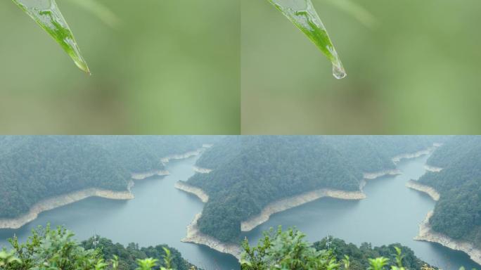 4k高清竹叶滴水空镜