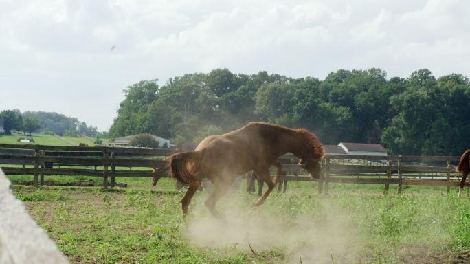 一个阳光明媚的早晨，一匹马在牧场上的草地上奔跑、嬉戏和跳跃的慢镜头