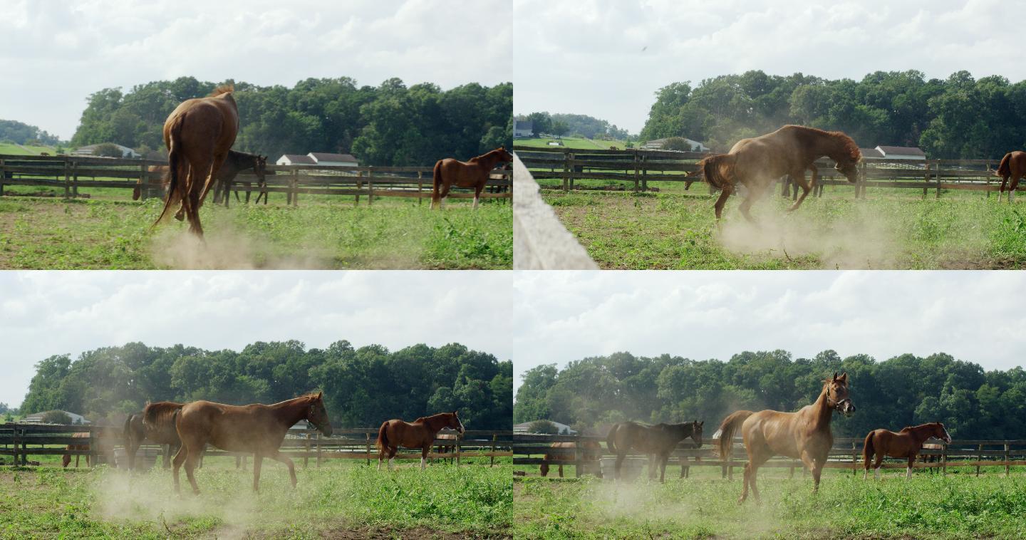 一个阳光明媚的早晨，一匹马在牧场上的草地上奔跑、嬉戏和跳跃的慢镜头
