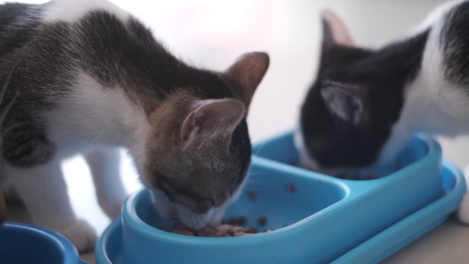 两只猫在吃蓝碗里的湿猫粮