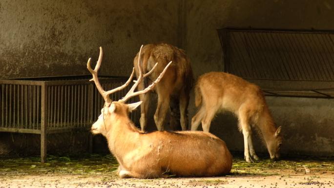 四川省成都市动物园中的鹿