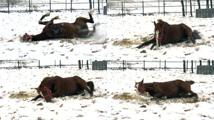 快活的马躺在雪地里